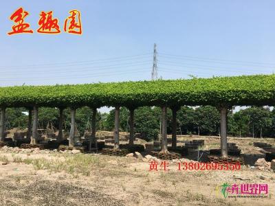 榕树长廊