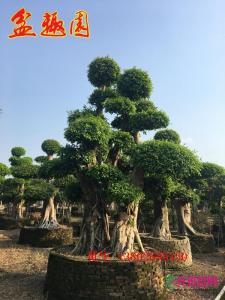 小叶榕