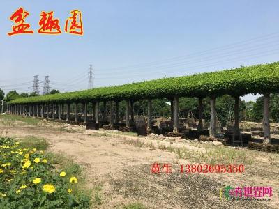 榕树长廊