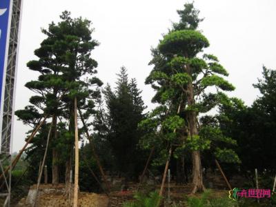 日本罗汉松