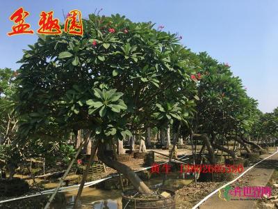 斜飘鸡蛋花