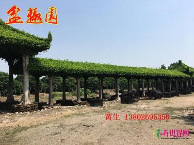 榕树长廊