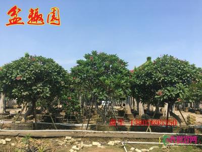 斜飘鸡蛋花