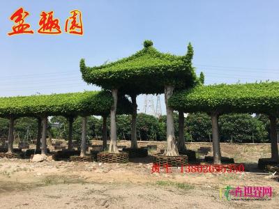 榕树长廊
