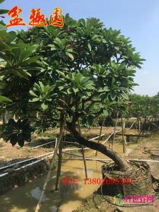 斜飘鸡蛋花