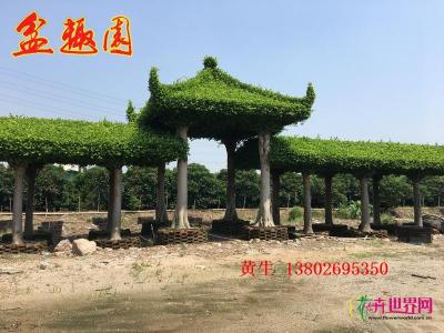 榕树长廊
