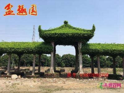 榕树长廊