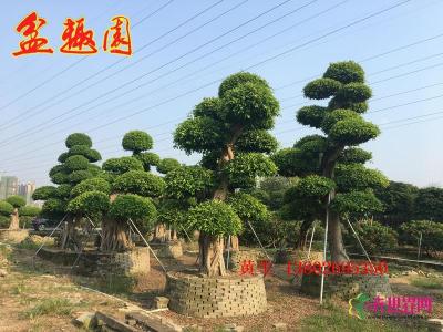 小叶榕