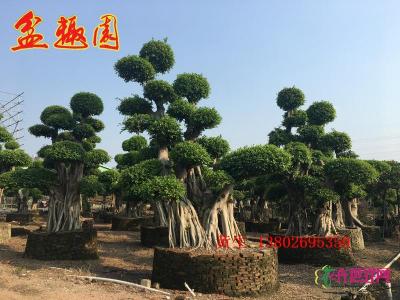 小叶榕