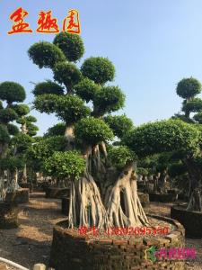 小叶榕